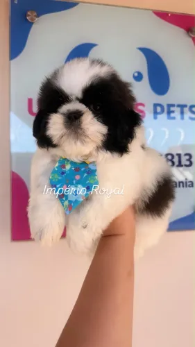 Shihtzu Machinho Pandinha uma Fofura em até 10 x no Cartão