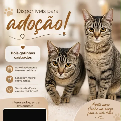 Doa-se Casal de gatinhos filhotes