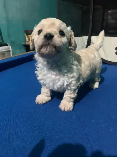 VENDO FILHOTES LHASA APSO