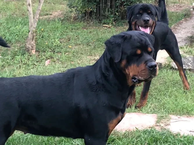 Casal de rottweiler com excelente pedigree 