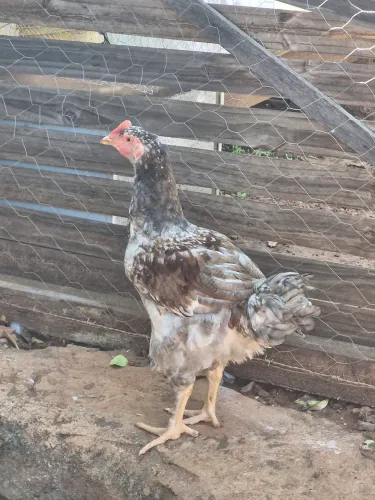 Frango GSB