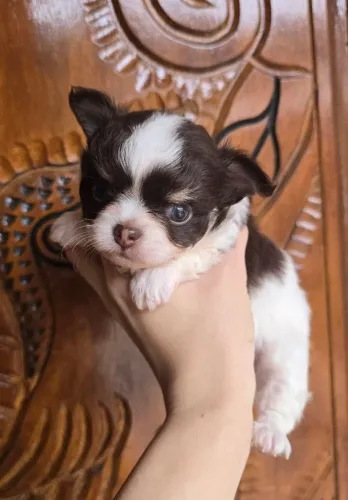 Chihuahua