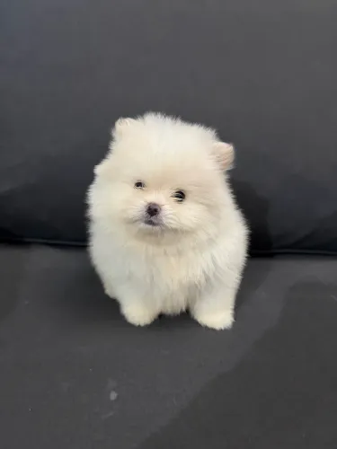 Filhote de Spitz Alemão Anão