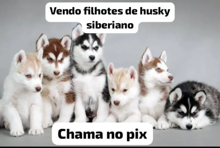 Filhotes de husky siberiano Últimas unidades 