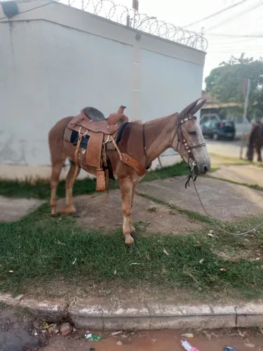 Burro médio de criança andar