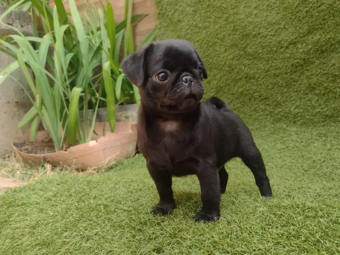 Pug preto 