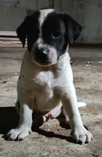 Doação de lindos cachorrinhos de 60 dias