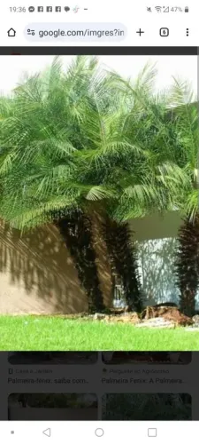 Corte e poda jardinagem