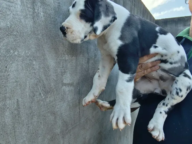 dog alemão arlequim e Merle filhote