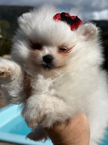 Spitz alemão/ Lulu da Pomerania 