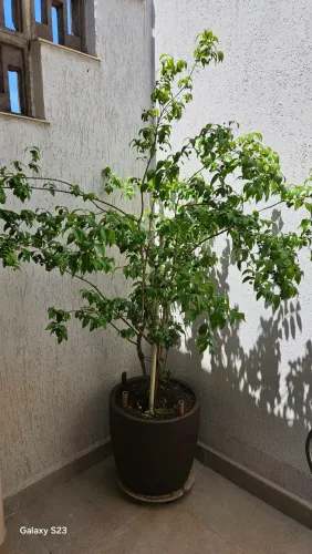 Planta pitangueira híbrida com 3 anos