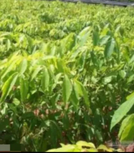 Mudas seringa enxertada frutíferas e árvores