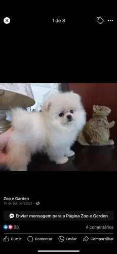 Spitz alemão lulu da pomerânia em até 12x