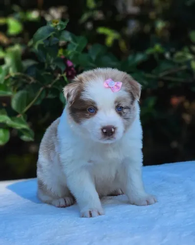 Border Collie | Envios para todo Brasil e Exterior