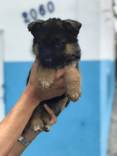 Pastor Alemão macho com pelagem longa vacinado e com pedigree garantias em contrato