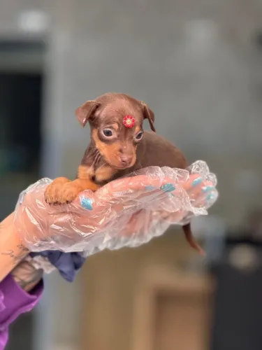 Pinscher Miniatura O Companheiro Pra Toda Familia Vacina V10 e Garantia de Saúde!