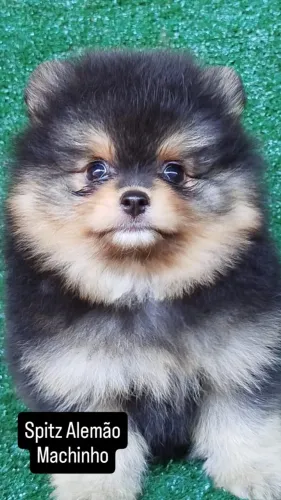 Spitz Alemao Machinho