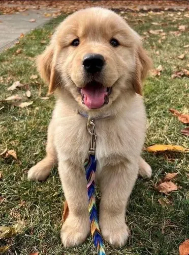 Golden Retriever Pequeninos 