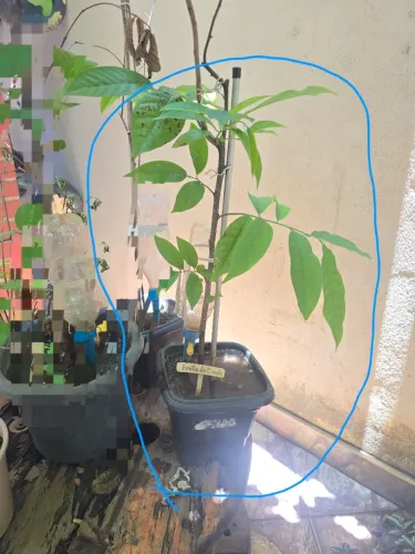 Muda de fruta do conde no vaso