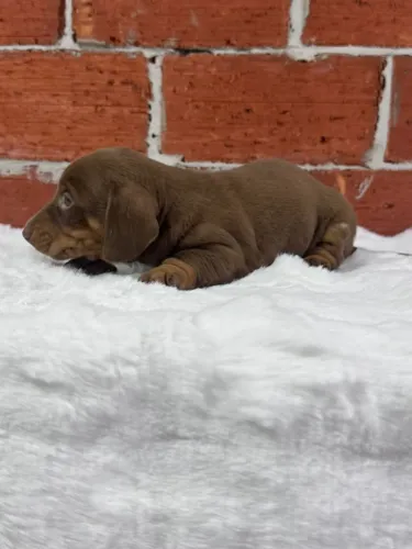 Filhote linguicinha (Dachshund) disponível chocolate 