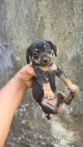 Vendo filhotes de pinscher fêmeas