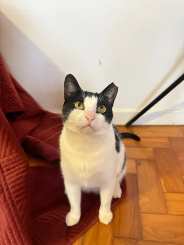 Gata frajola femea castrada