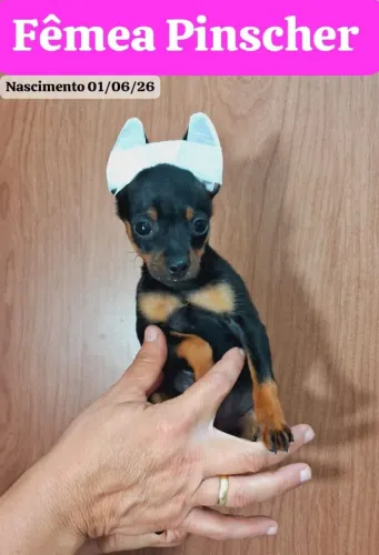 Pinscher miniatura 