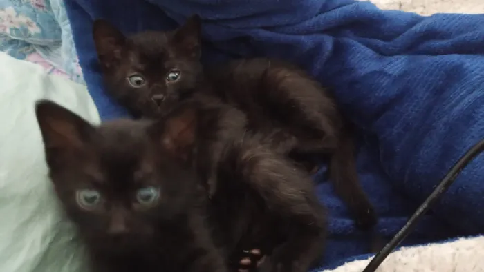 Doce piratinha de gato