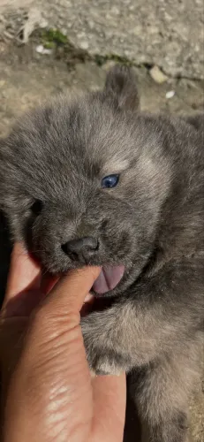 Pra venda rápida chow chow 