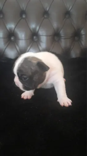 Bulldog francês