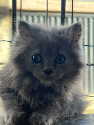 Vendo filhotes de gato persa