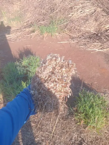 Semente de capim andropogon