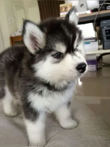 Filhotes De Husky Siberiano - Afeto Em Cada Detalhe 