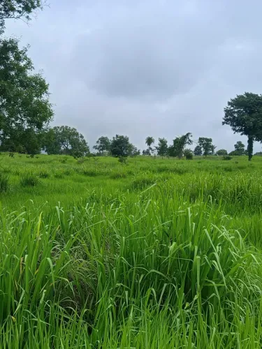 FAZENDAS PARA VENDA NO MARANHAO PARA E TOCANTINS