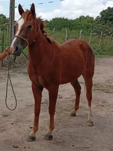 Potra quarto de milha