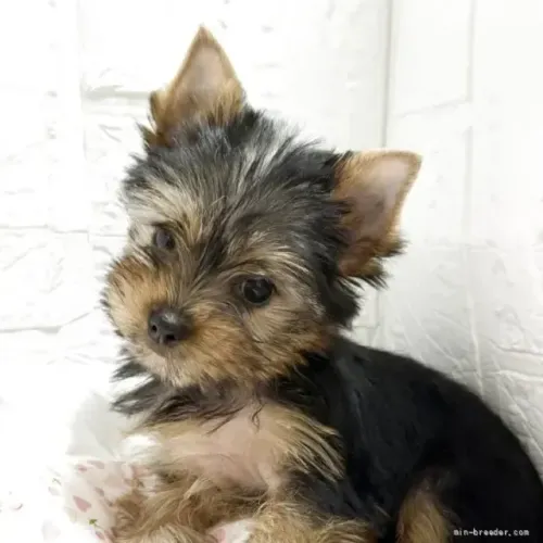 Filhote de cachorro Yorkshire/York temperamento doce e amigável