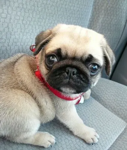 Pug Presença que observa e compreende