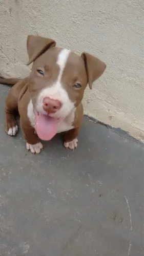 Pitbull - Encanto Que Vira Paixão 