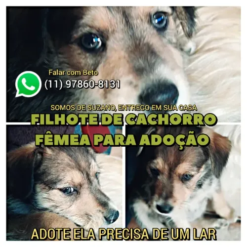 Estou doando filhote de cachorro fêmea linda e amorosa
