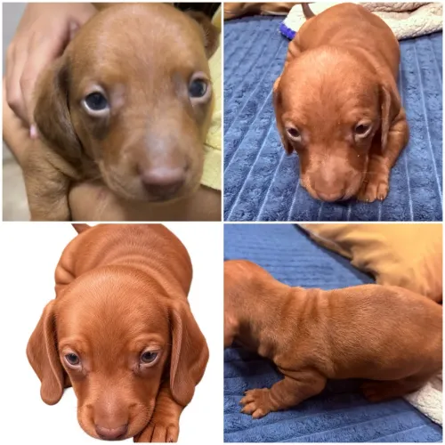 Vendo cachorro macho raça Dachshund