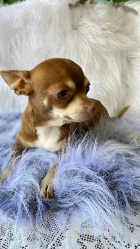 Chihuaua macho para cruza 