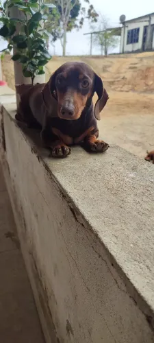 Cachorro Basset