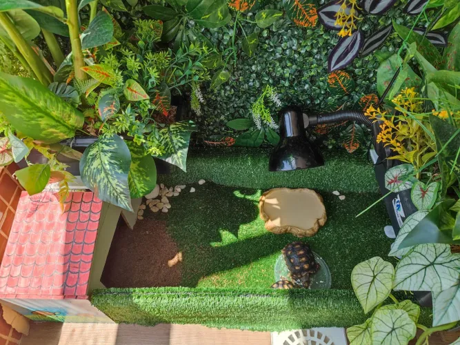 Terrário para Jabuti répteis 