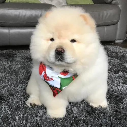Chow Chow Esse filhote vai encher sua casa de vida