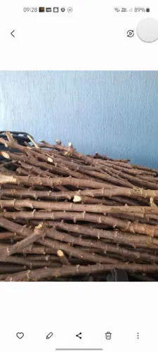 Vendo ramas de mandioca amarelo.