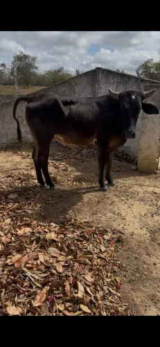 Boi pra vender