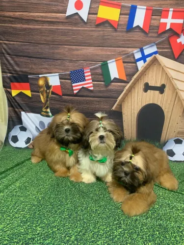 Shih tzus machos 