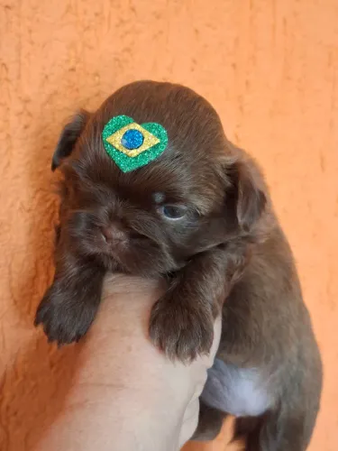 PROMOÇÃO DE SHIH TZU CHOCOLATE SÓLIDA OLHOS CLAROS