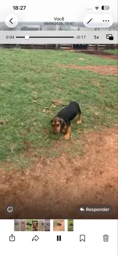 Cachorro americano