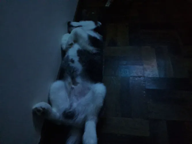 Vende-se husky siberiano